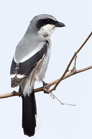 Loggerhead Shrike Lanius ludovicianus