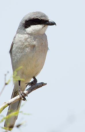 Loggerhead Shrike Lanius ludovicianus