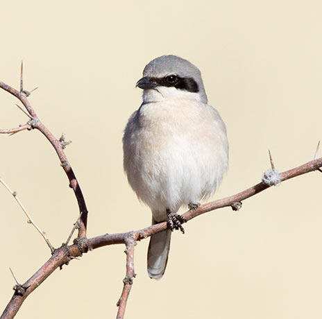 Loggerhead Shrike Lanius ludovicianus