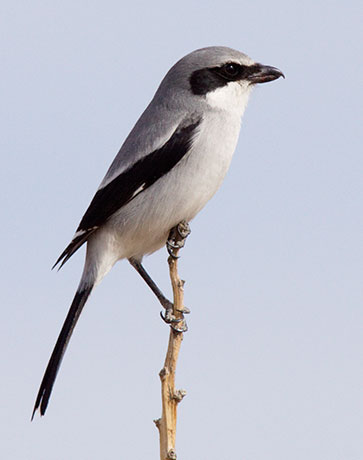 Loggerhead Shrike Lanius ludovicianus