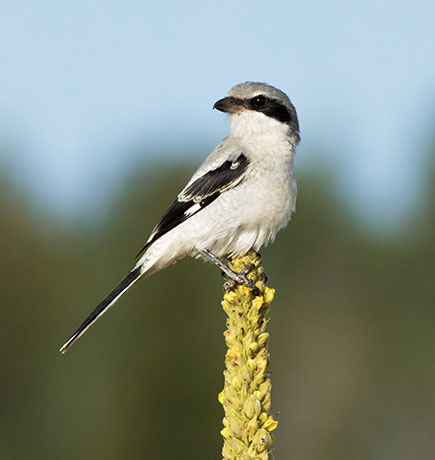 Loggerhead Shrike Lanius ludovicianus