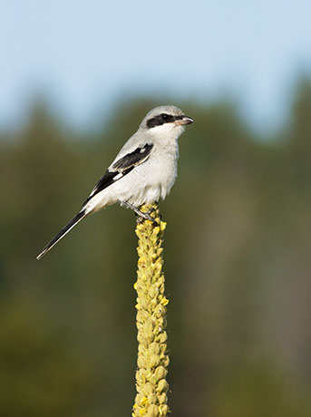 Loggerhead Shrike Lanius ludovicianus