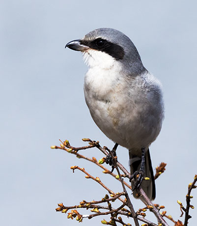 Loggerhead Shrike Lanius ludovicianus