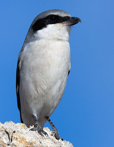 Loggerhead Shrike Lanius ludovicianus