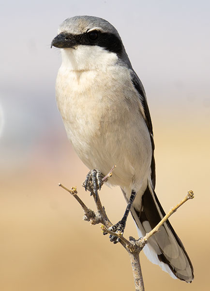 Loggerhead Shrike Lanius ludovicianus