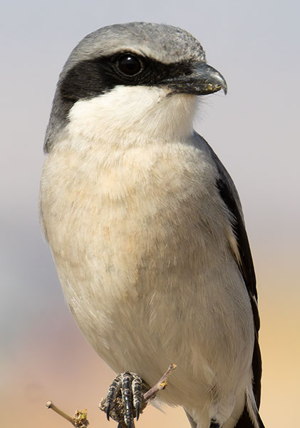 Loggerhead Shrike Lanius ludovicianus