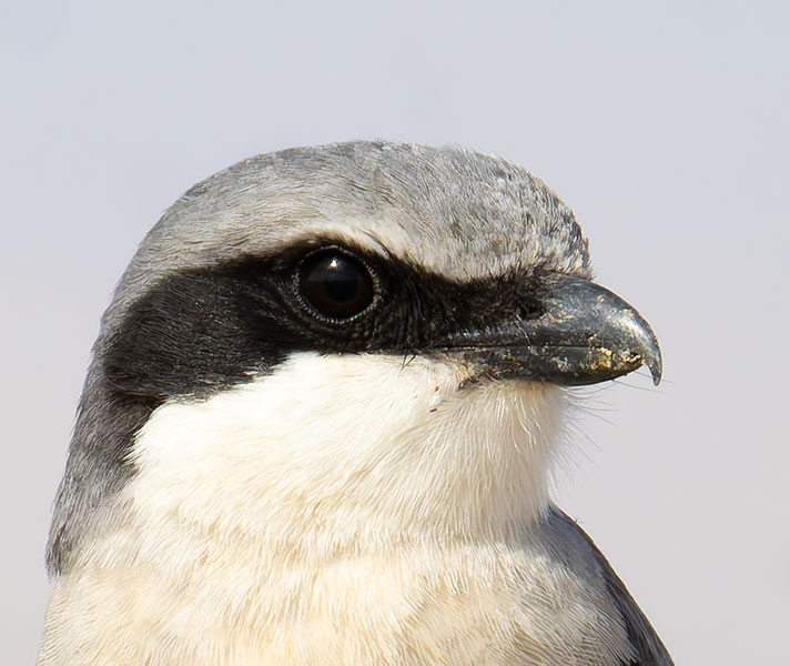 Loggerhead Shrike Lanius ludovicianus