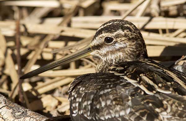 Wilson's Snipe Gallinago delicata ( Gallinago gallinago delicata )