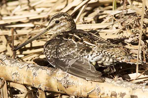 Wilson's Snipe Gallinago delicata ( Gallinago gallinago delicata )