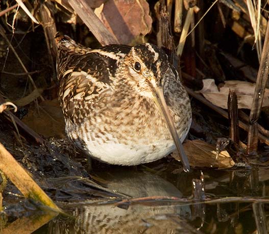 Wilson's Snipe Gallinago delicata ( Gallinago gallinago delicata )