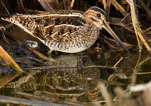 Wilson's Snipe Gallinago delicata ( Gallinago gallinago delicata )