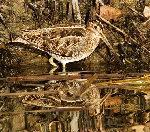 Wilson's Snipe Gallinago delicata ( Gallinago gallinago delicata )