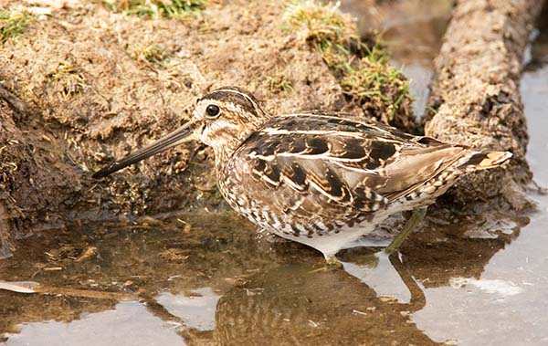 Wilson's Snipe Gallinago delicata ( Gallinago gallinago delicata )