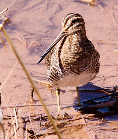 Wilson's Snipe Gallinago delicata ( Gallinago gallinago delicata )