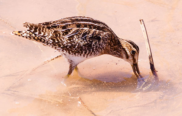 Wilson's Snipe Gallinago delicata ( Gallinago gallinago delicata )
