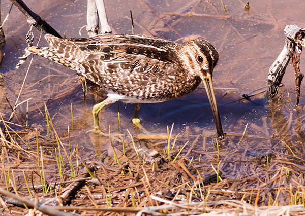 Wilson's Snipe Gallinago delicata ( Gallinago gallinago delicata )