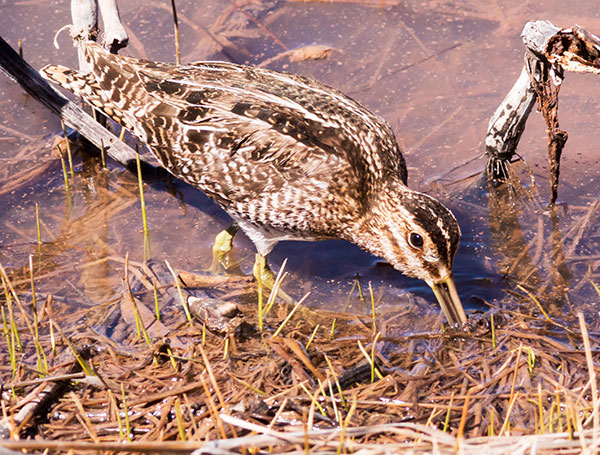 Wilson's Snipe Gallinago delicata ( Gallinago gallinago delicata )