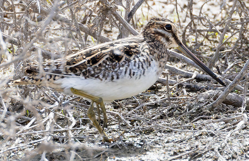 Wilson's Snipe Gallinago delicata ( Gallinago gallinago delicata )