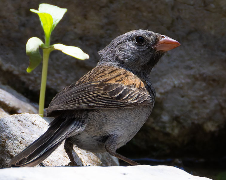 Black-chinned Sparrow Spizella atrogularis