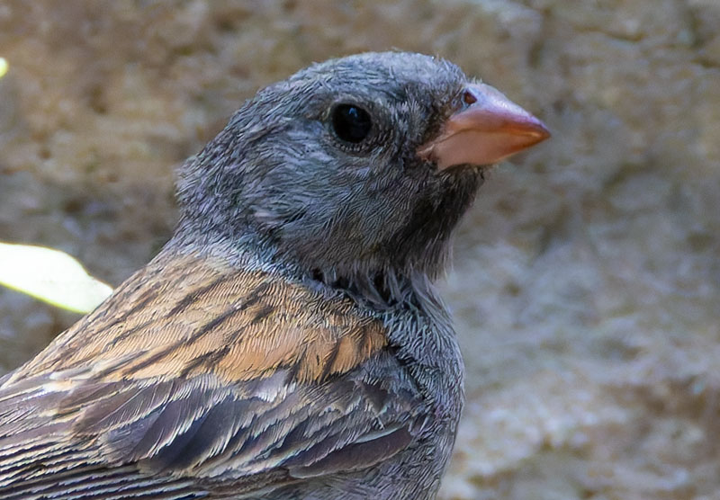 Black-chinned Sparrow Spizella atrogularis