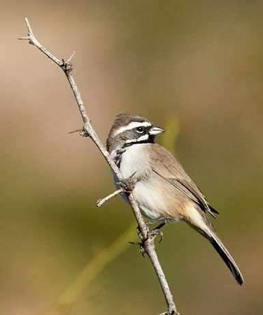Black-throated Sparrow Amphispiza bilineata 