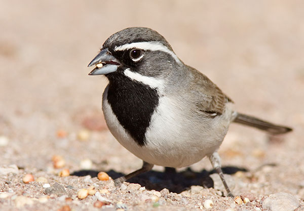 Black-throated Sparrow Amphispiza bilineata 