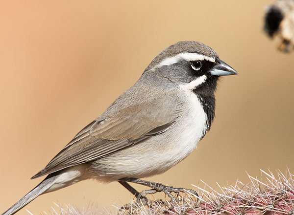 Black-throated Sparrow Amphispiza bilineata 