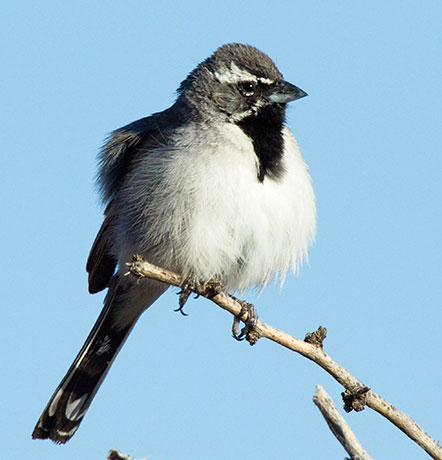 Black-throated Sparrow Amphispiza bilineata 