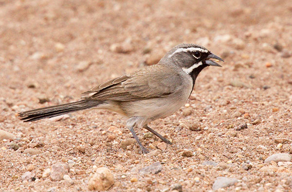 Black-throated Sparrow Amphispiza bilineata 