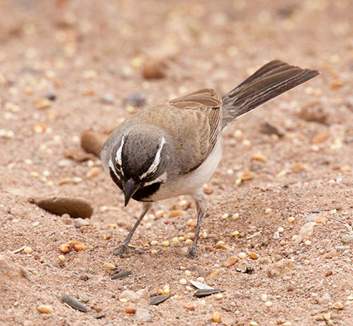 Black-throated Sparrow Amphispiza bilineata 
