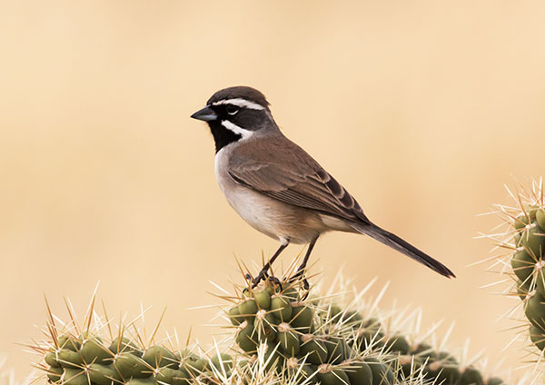 Black-throated Sparrow Amphispiza bilineata 