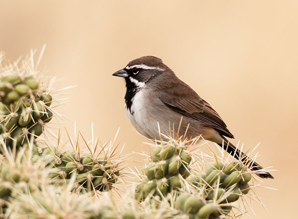 Black-throated Sparrow Amphispiza bilineata 