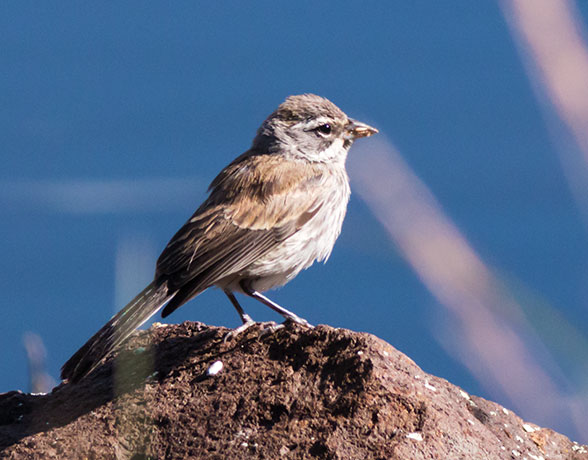 Black-throated Sparrow Amphispiza bilineata 