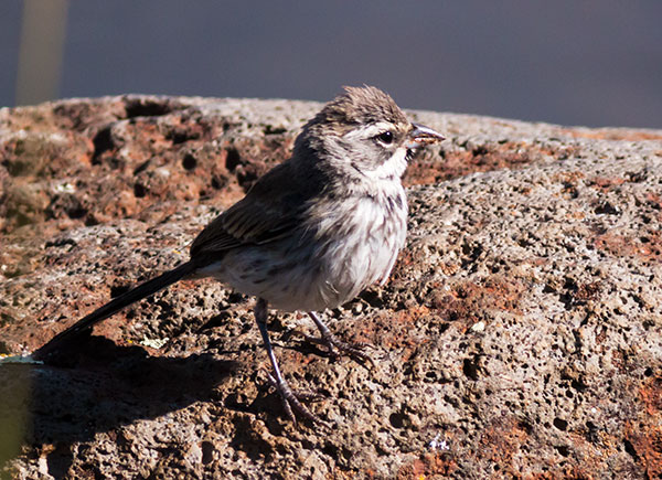 Black-throated Sparrow Amphispiza bilineata 