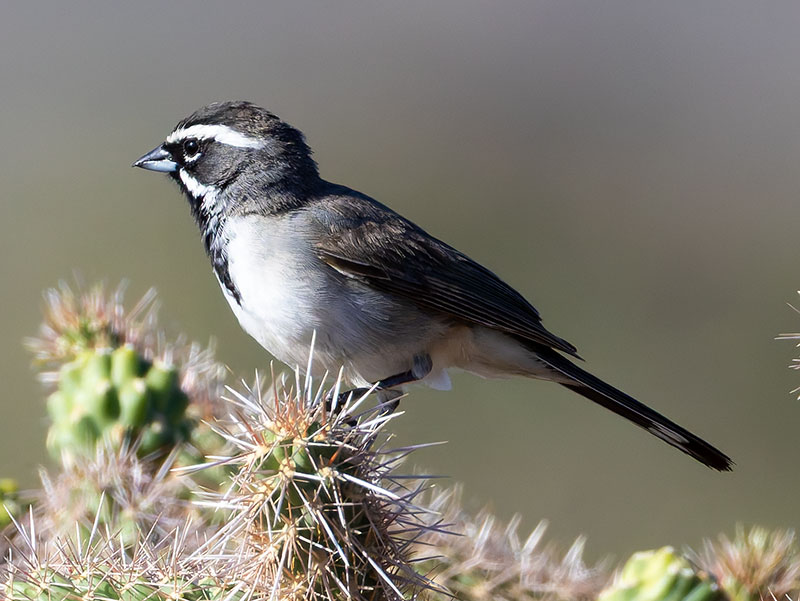 Black-throated Sparrow Amphispiza bilineata 