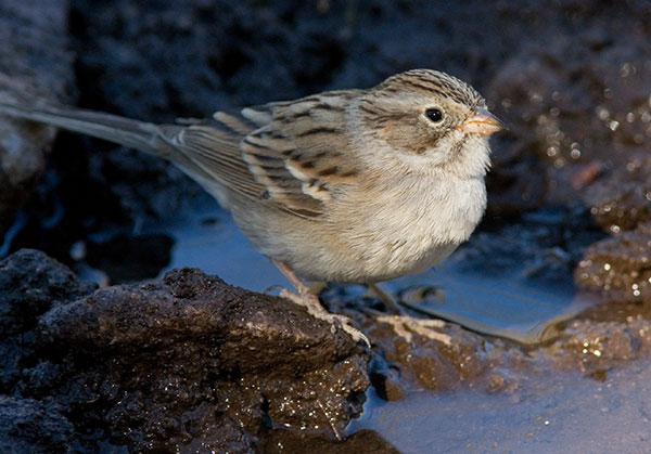 Brewer's Sparrow Spizella breweri