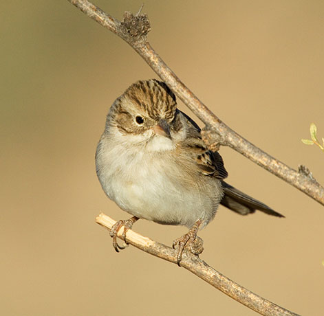 Brewer's Sparrow Spizella breweri