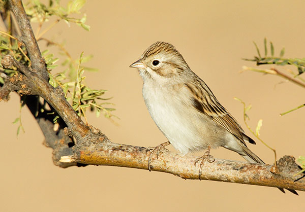 Brewer's Sparrow Spizella breweri