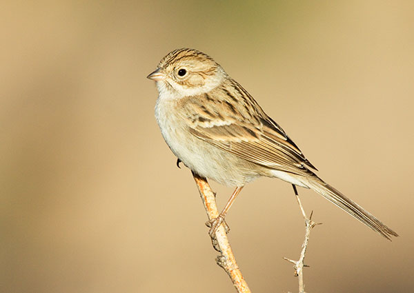 Brewer's Sparrow Spizella breweri