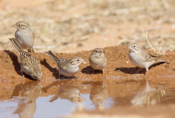 Brewer's Sparrow Spizella breweri