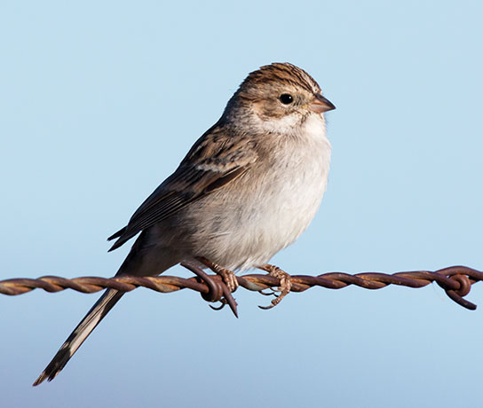 Brewer's Sparrow Spizella breweri