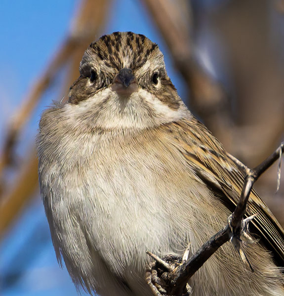 Brewer's Sparrow Spizella breweri