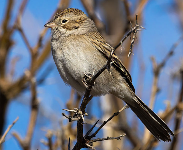 Brewer's Sparrow Spizella breweri