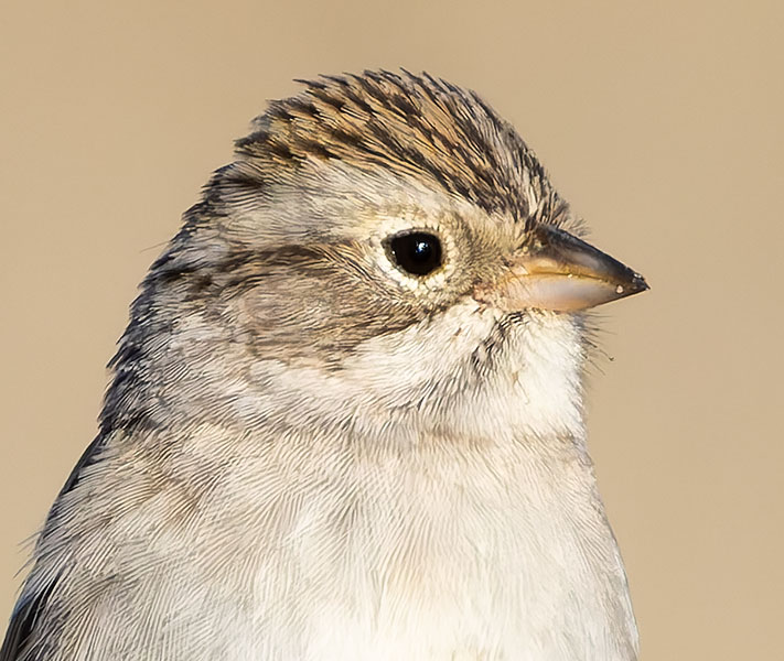 Brewer's Sparrow Spizella breweri