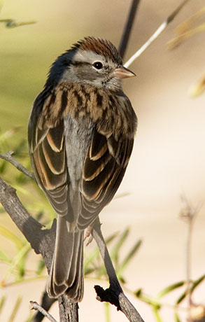 Chipping Sparrow Spizella passerina 