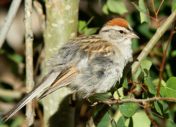Chipping Sparrow Spizella passerina 