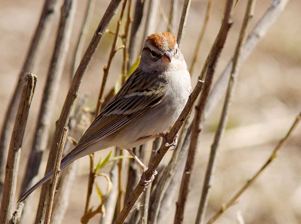 Chipping Sparrow Spizella passerina 