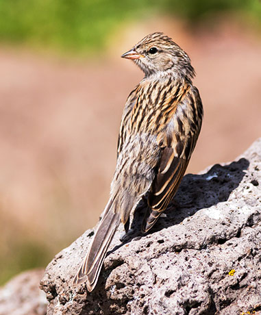 Chipping Sparrow Spizella passerina 