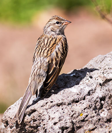 Chipping Sparrow Spizella passerina 