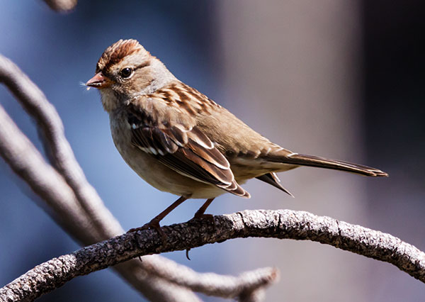 Chipping Sparrow Spizella passerina 